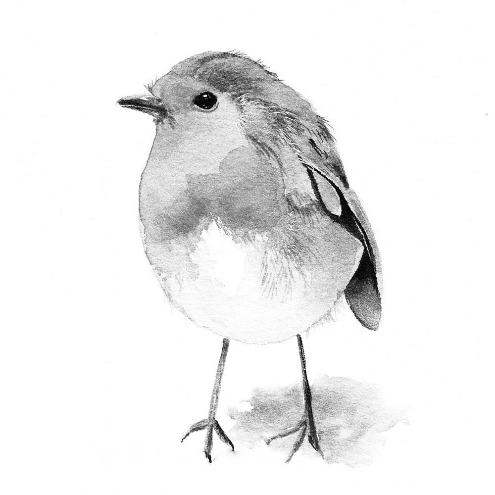 Robin